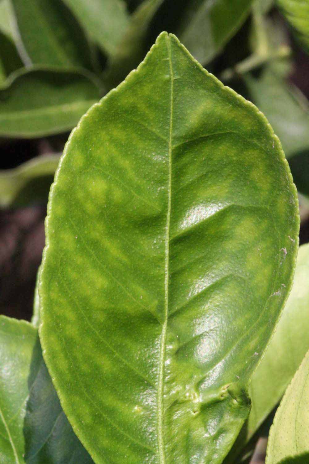              Margin (Riverside, CA)       